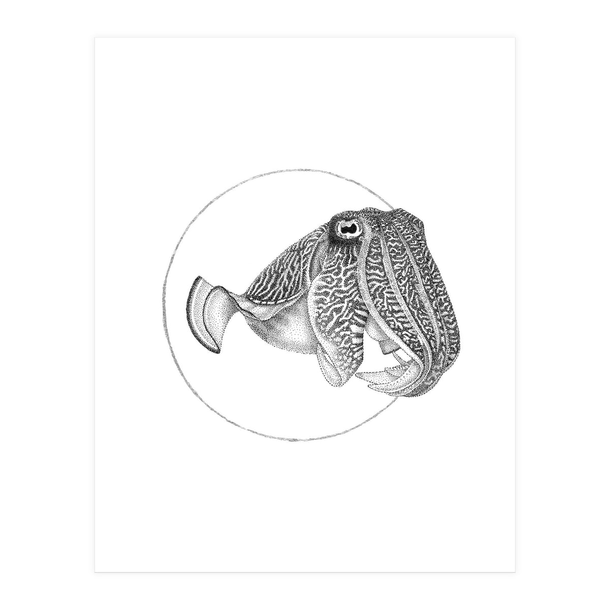 The Fascinating Cuttlefish (Print Only)