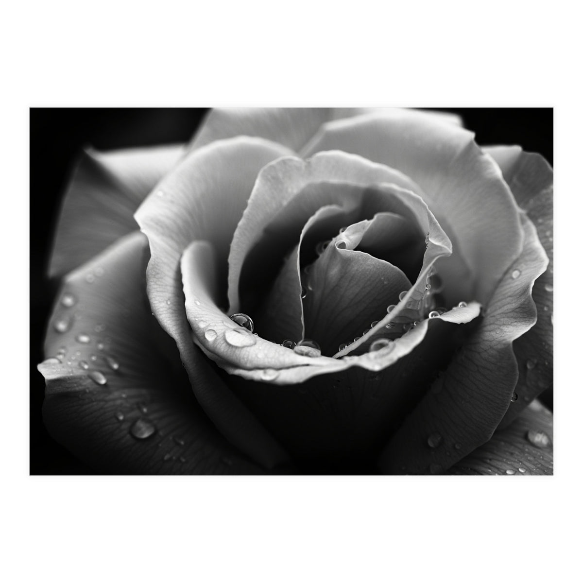 Ethereal Monochromatic Rose Petal Macro (Print Only)