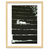 Cat On Stairs thumbnail