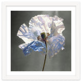 Shirley Poppy | Morning Silk thumbnail