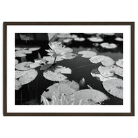 Lotus Pond | Black & White Landscape