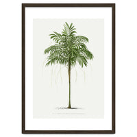 Oswald de Kerchove de Denterghem – Vintage Palm Tree Illustration (1878)
