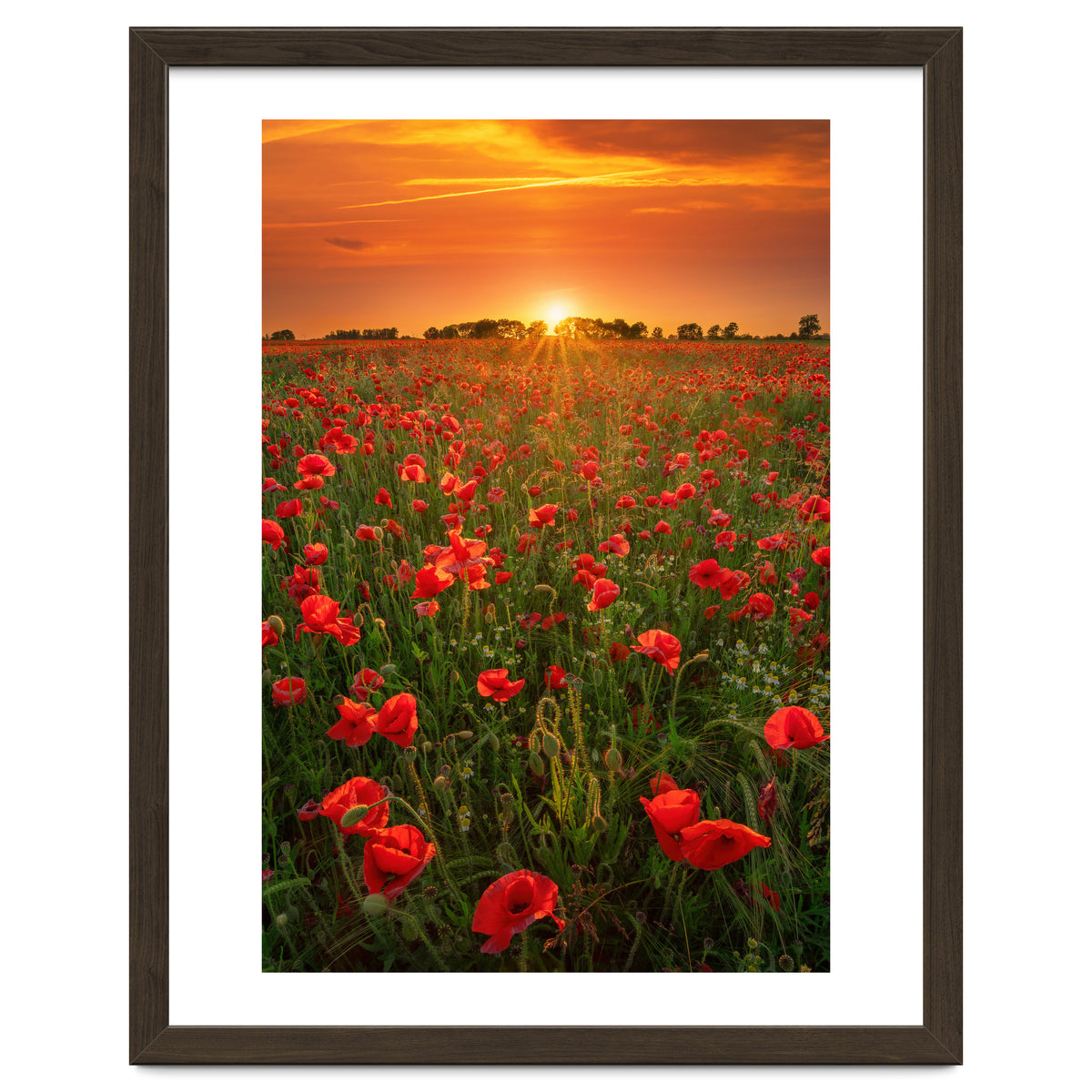 Poppies At Sunset