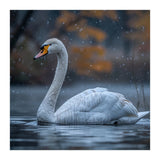 Swan Floating Gracefully On Water In Autumn (Print Only) thumbnail