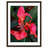 Red Indian Shot Flower thumbnail