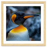 Close Up Of King Penguin In The Rain thumbnail