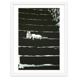 Cat On Stairs thumbnail