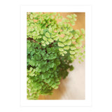 Maidenhair Queen (Print Only) thumbnail