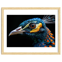 Close Up Of A Peacock Bird Head Eye