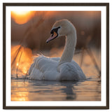 Majestic Swan Swimming At Sunrise Serene Water thumbnail