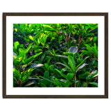 Green House Plant Leaves thumbnail
