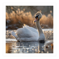Majestic Swan On Calm Water During Sunset Nature Scene (Print Only)