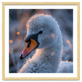 Close Up Frosty Swan Head During Golden Hour thumbnail
