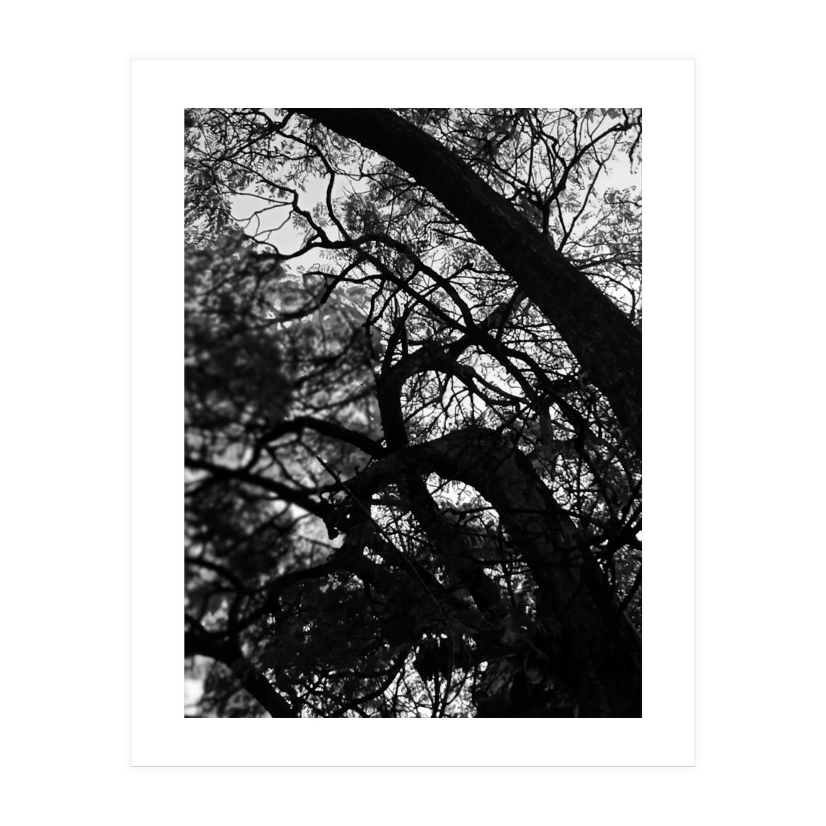 Tree Black Silhouette (Print Only)