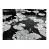 Lotus Pond | Black & White Landscape (Print Only) thumbnail