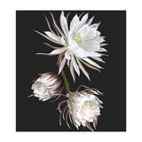 Queen Of The Night (Print Only) thumbnail