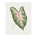 Caladium ‘Carolyn Whorton’ Leaf (Hand Drawn Illustration) (Print Only) thumbnail