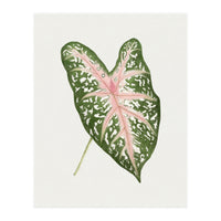 Caladium ‘Carolyn Whorton’ Leaf (Hand Drawn Illustration) (Print Only)