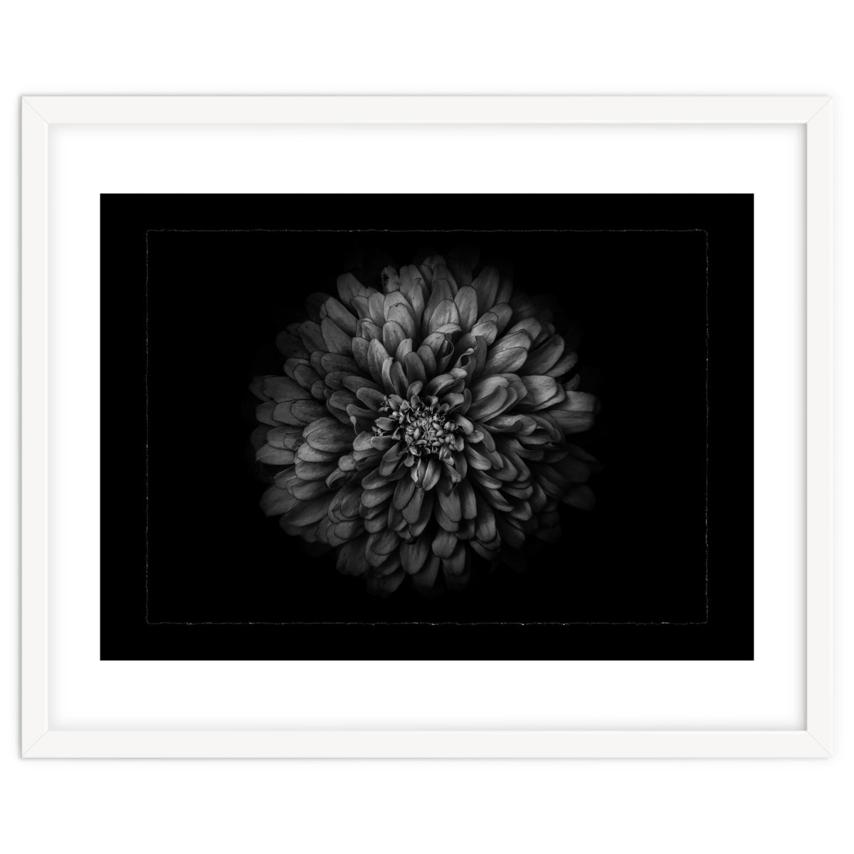 Backyard Flowers In Black And White No 68 with Border