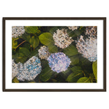 Hydrangeas | Landscape thumbnail