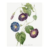 Pierre-Joseph Redouté & Henry Joseph Redouté – Star-Glory Morning-Glory (1827) (Print Only) thumbnail