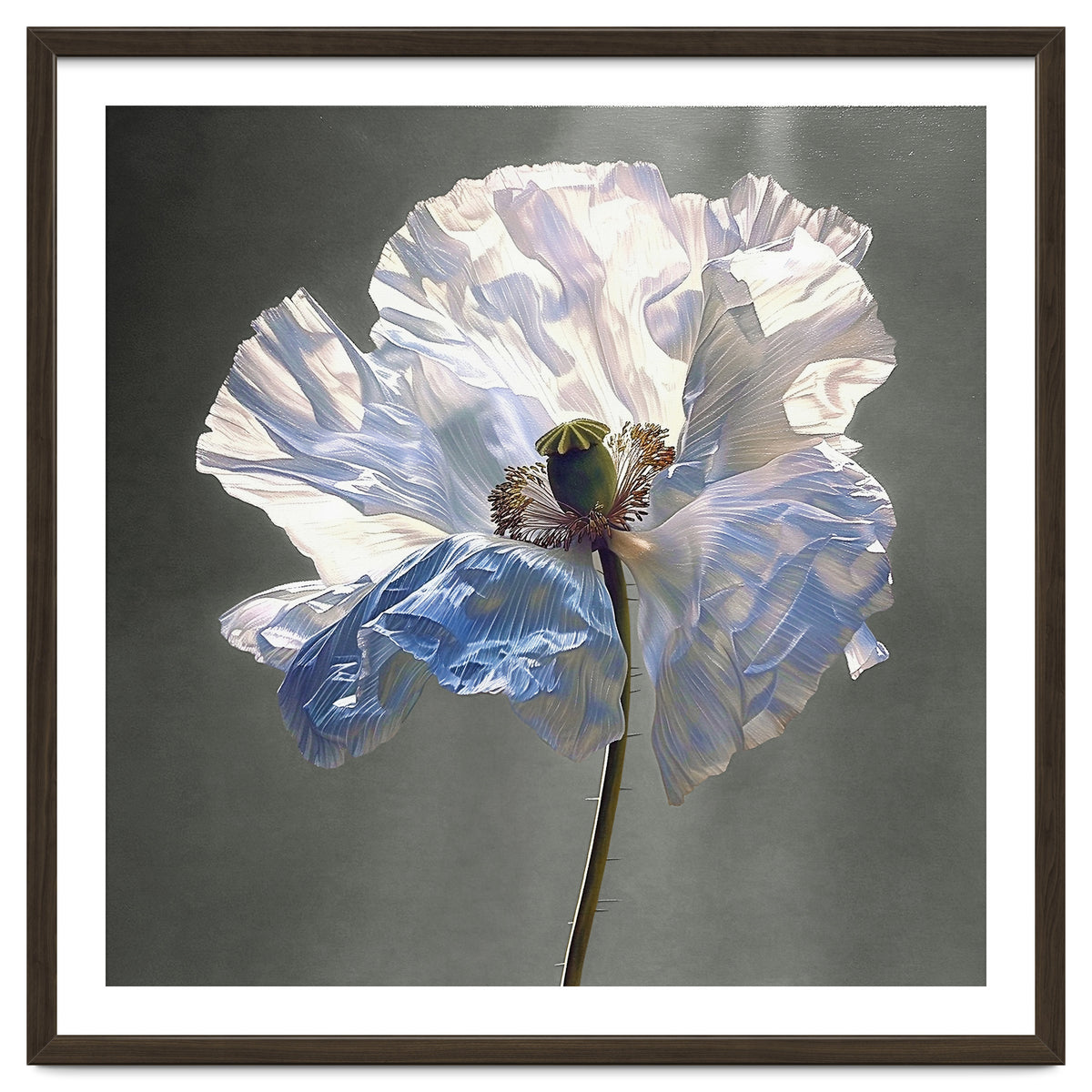 Shirley Poppy | Morning Silk