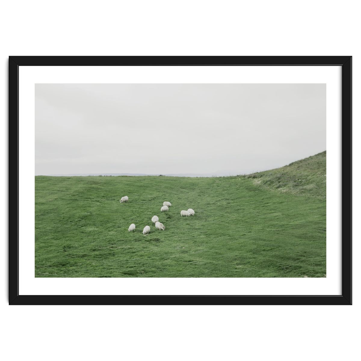 A flock of Sheep in the Green Hill - Iceland