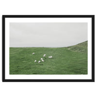 A flock of Sheep in the Green Hill - Iceland