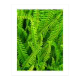 Green Ferns (Print Only) thumbnail