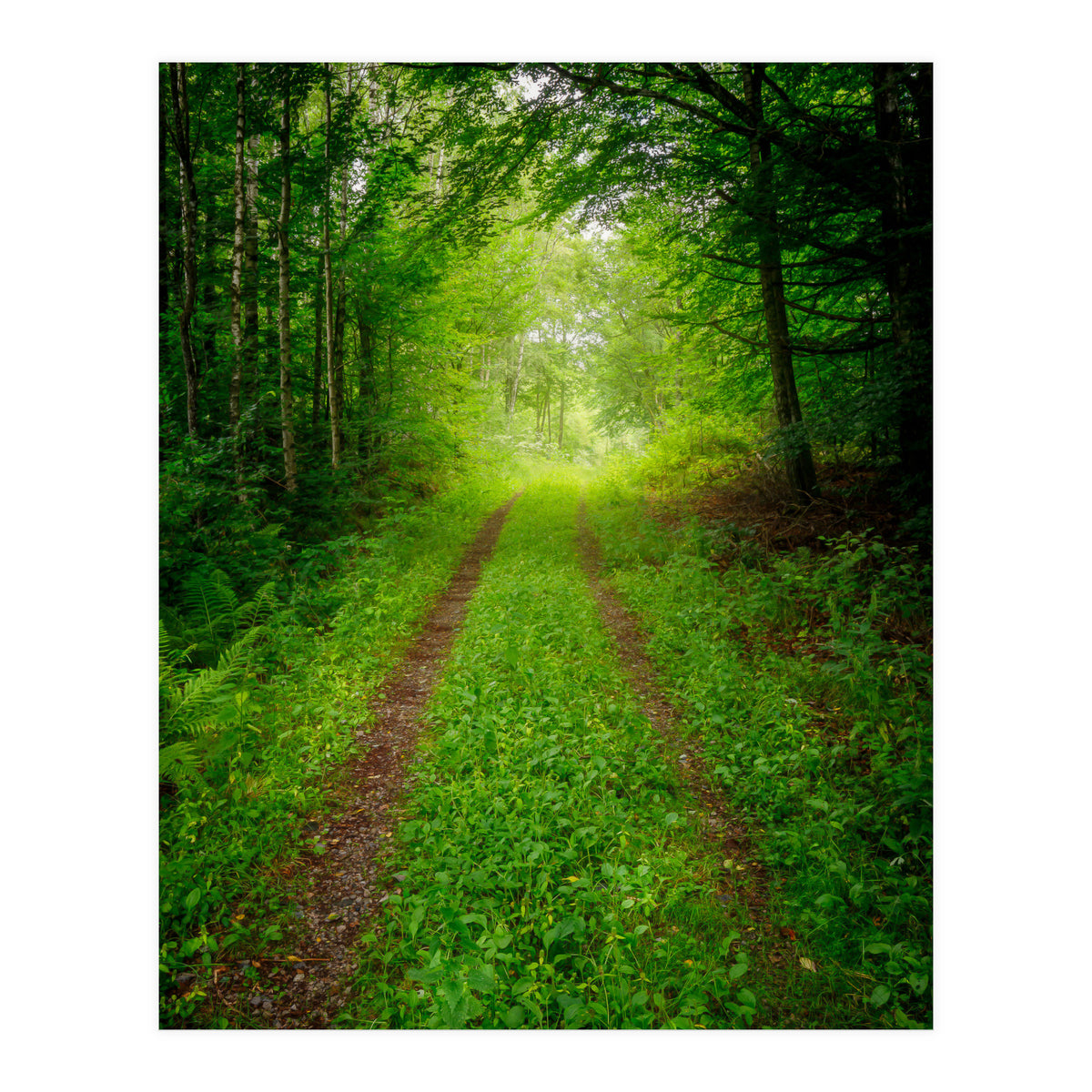 Green Forest Trail (Print Only)