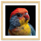 Close Up Colorful Parrot Portrait Vivid Plumage thumbnail