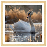 Majestic Swan On Calm Water During Sunset Nature Scene thumbnail