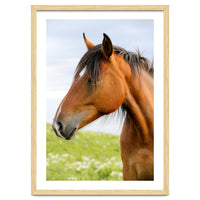 Horse Portrait
