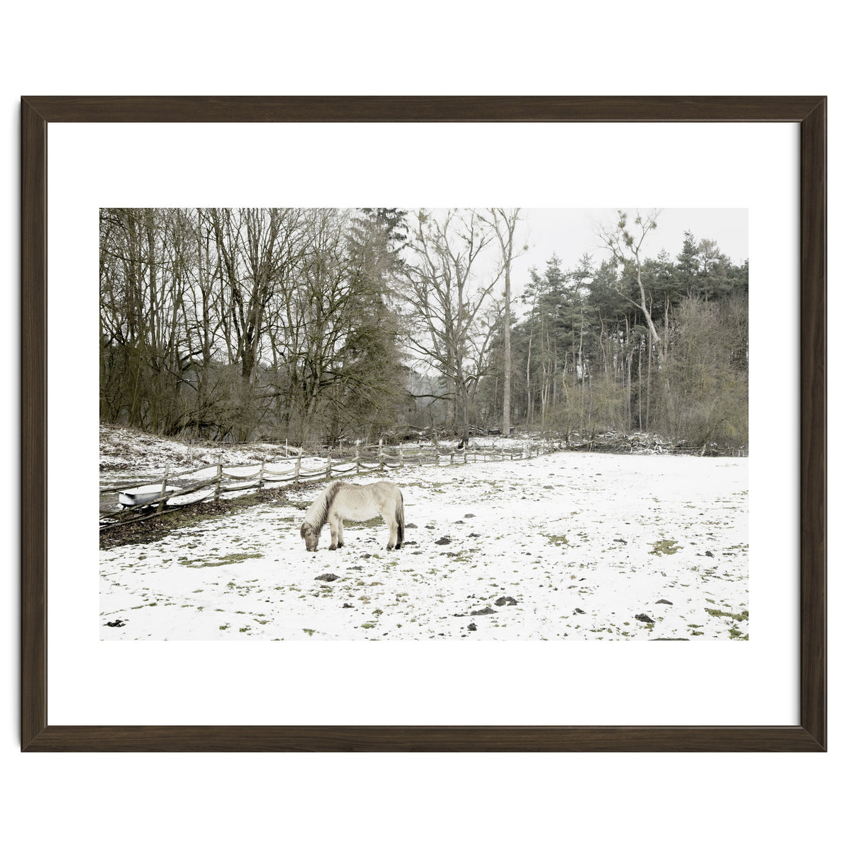 White horse in the snow field