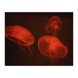 At the aquarium #4 (Print Only) thumbnail