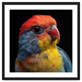 Close Up Colorful Parrot Portrait Vivid Plumage thumbnail
