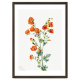 Mary Vaux Walcott – Scarlet Globe Mallow (Sphaeralcea grossulariaefolia) (1927) thumbnail