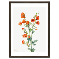 Mary Vaux Walcott – Scarlet Globe Mallow (Sphaeralcea grossulariaefolia) (1927)