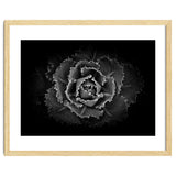 Backyard Flowers In Black And White No 101 thumbnail
