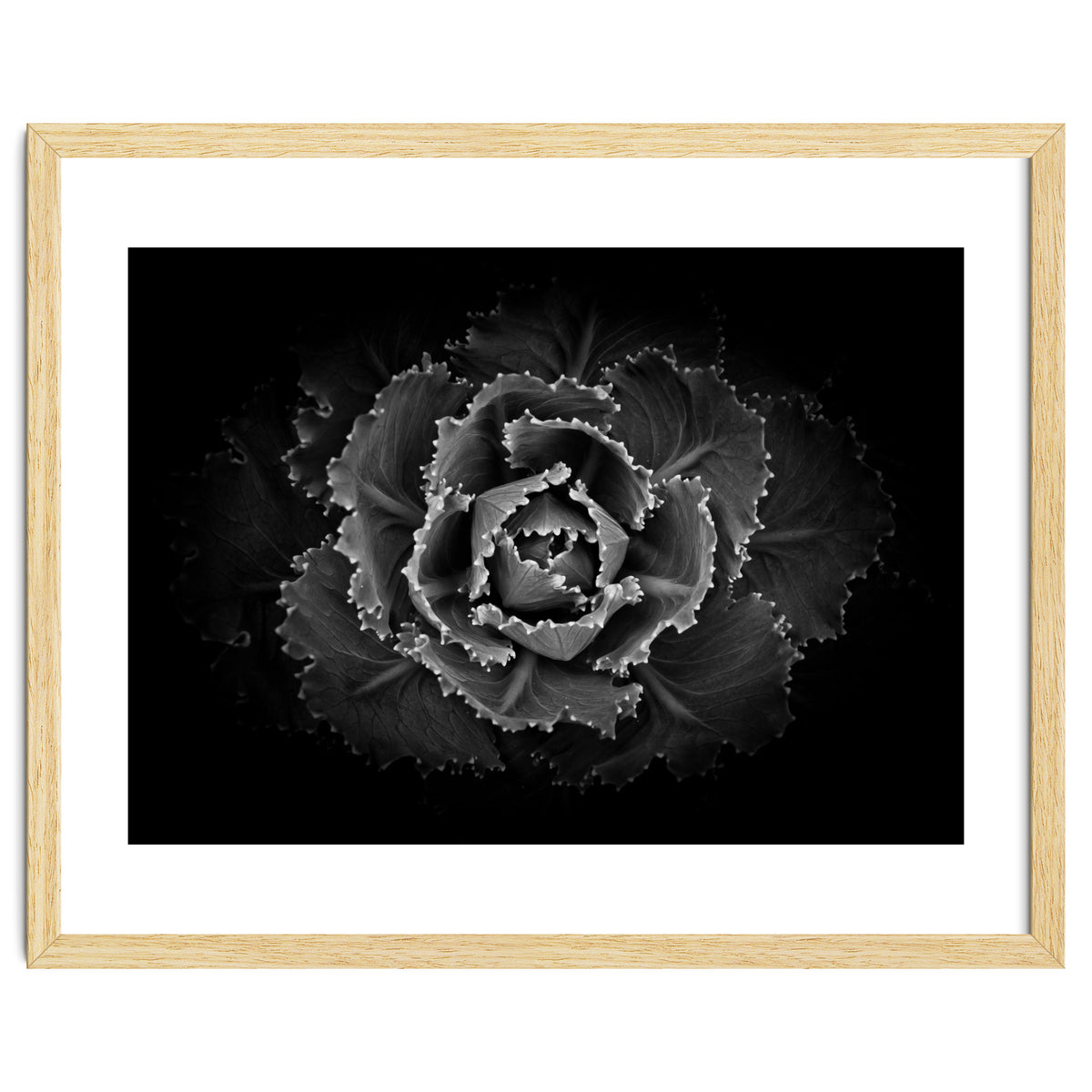 Backyard Flowers In Black And White No 101