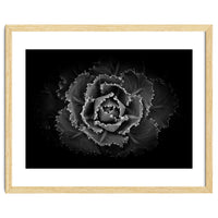 Backyard Flowers In Black And White No 101