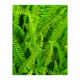 Green Ferns (Print Only) thumbnail