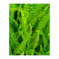 Green Ferns (Print Only)