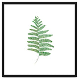 Fern thumbnail