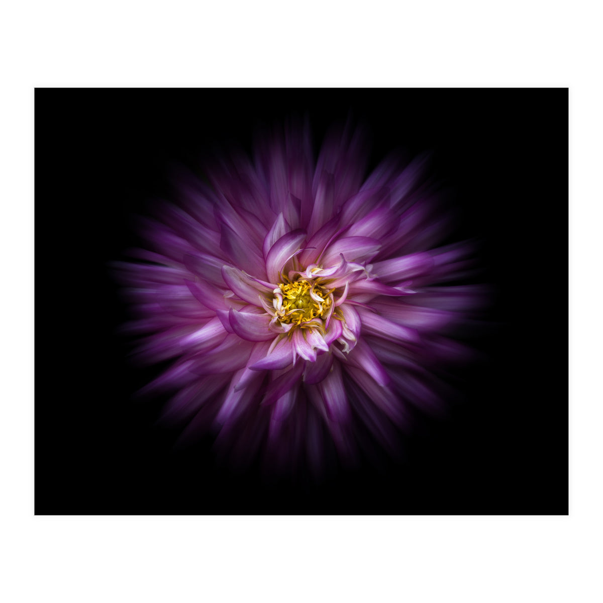 Backyard Flowers No 20 Color Flow Version (Print Only)