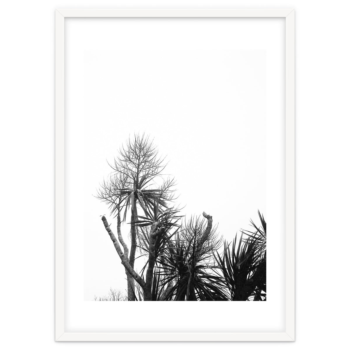 Miminalist Palm