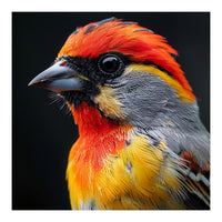 Close Up Of Colorful Bird With Red Orange Yellow Feathers (Print Only)