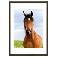 Brown Horse