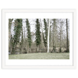 Sole white birch in the trees thumbnail
