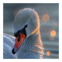 Close Up Of A Swan With Water Droplets (Print Only)
